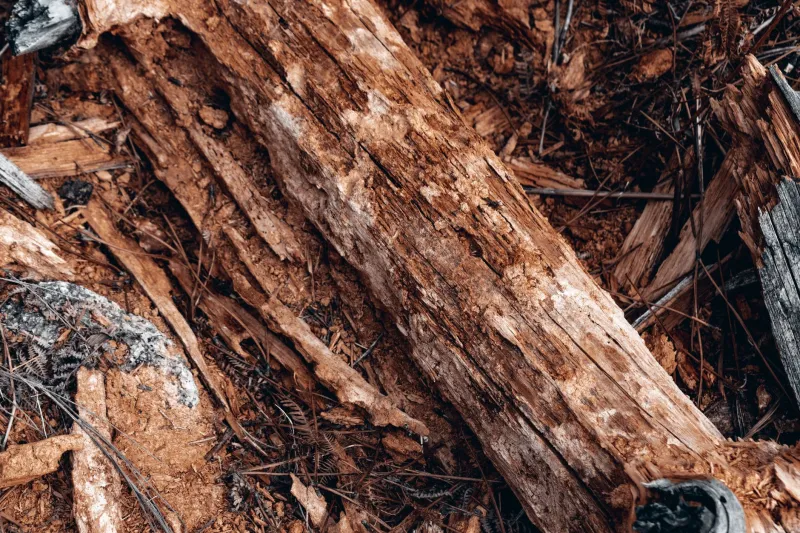 Why Your Floors Feel Like a Trampoline: A Homeowner's Guide to Diagnosing Joist Damage Early
